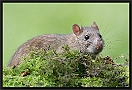 Bruine Rat, Brown Rat, Rattus norvegicus Location: Hof van Twente, the Netherlands bruine rat MG 2827 kopie